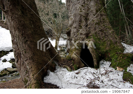 Big Totinoki Snow仍然在Kumano 19067847