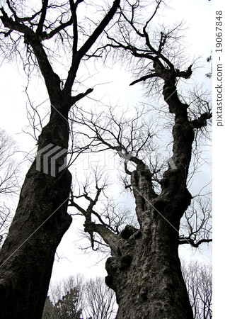 Big Totinoki Snow仍然在Kumano 19067848