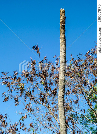 Dead coconut 19067979