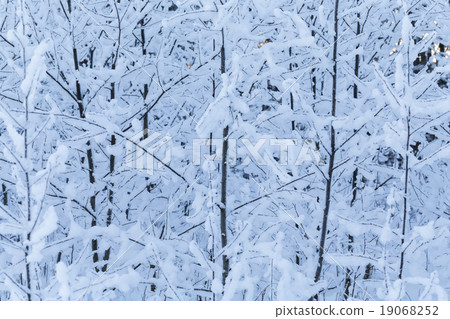Winter trees 19068252