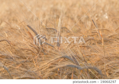 ears of yellow wheat field 19068297