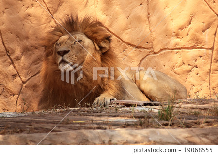 Portrait lion sleeping 19068555