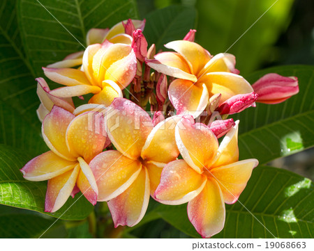 plumeria flower in the garden plumeria flower in the garden 19068663