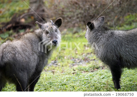 日本血統 19068750