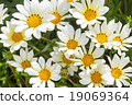 Gazania 19069364