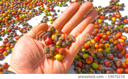 coffee seed coffee seed 19070230