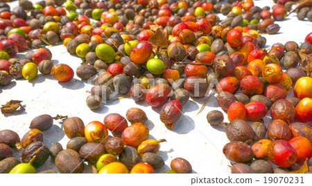 coffee seed coffee seed 19070231