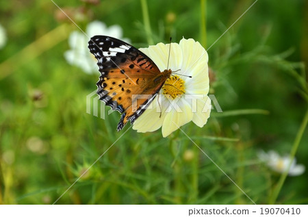 Cosmos and butterflies Cosmos and butterflies 19070410