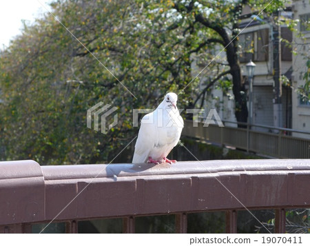 First photo after a white pigeon moving 19070411