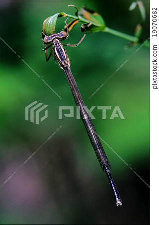 lestes sponsa lestes sponsa 19070682