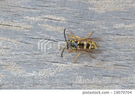 German wasp - Vespula germanica 19070704
