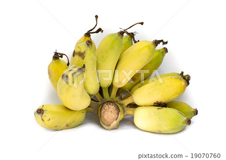 Bunch Cultivated Banana ripe on white background 19070760