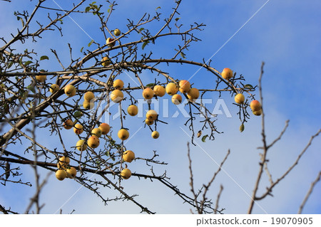 Group of yellow apples. 19070905