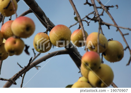 Group of yellow apples. 19070907