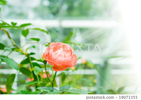 blossom pink roses in the garden 19071355