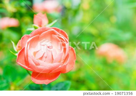 blossom pink roses in the garden blossom pink roses in the garden 19071356
