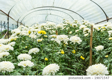 Chrysanthemum farm  19071547