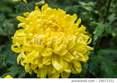 chrysanthemum flowers 19071552