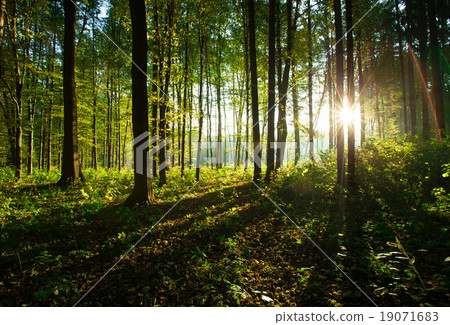 forest trees 19071683
