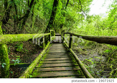 Rainforest at Inthanon Mountain, Chiang Mai 19071925