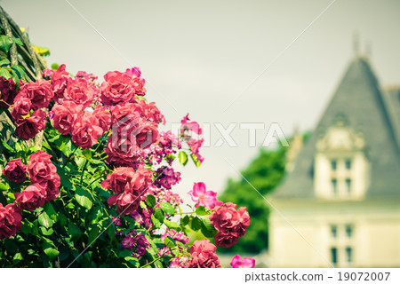 Bush of beautiful roses in a garden Bush of beautiful roses in a garden 19072007