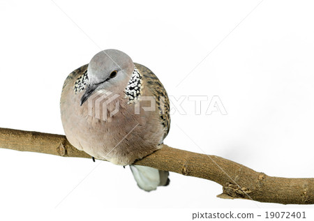 Mourning Dove on a white background Mourning Dove on a white background 19072401