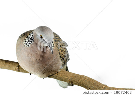 Mourning Dove on a white background 19072402