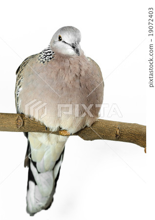 Mourning Dove on a white background 19072403