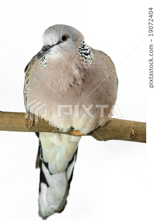 Mourning Dove on a white background 19072404