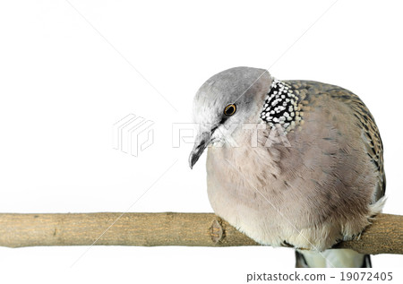 Mourning Dove on a white background 19072405