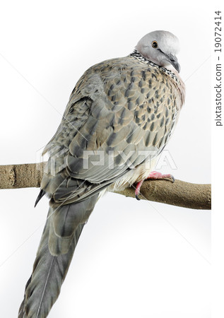 Mourning Dove on a white background 19072414
