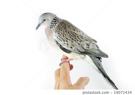 Mourning Dove on a white background 19072434