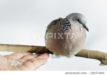 Mourning Dove on a white background 19072464