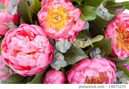 Amazing bouquet of pink pions 19073255