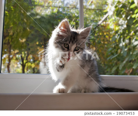 Grey and white pet on the sill of a window Grey and white pet on the sill of a window 19073453