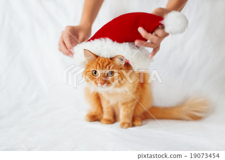 Women puts a red christmas hat on ginger cat. Women puts a red christmas hat on ginger cat. 19073454