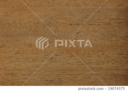 桃花心木 19074375