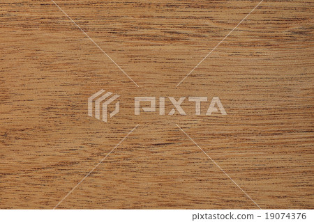 桃花心木 19074376