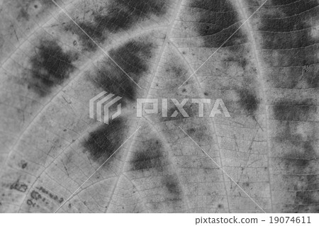Abstract leaf texture for background Abstract leaf texture for background 19074611