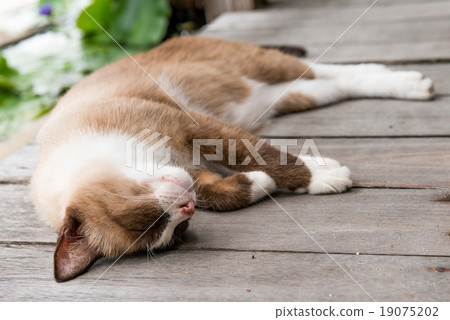Thai cat sleep 19075202