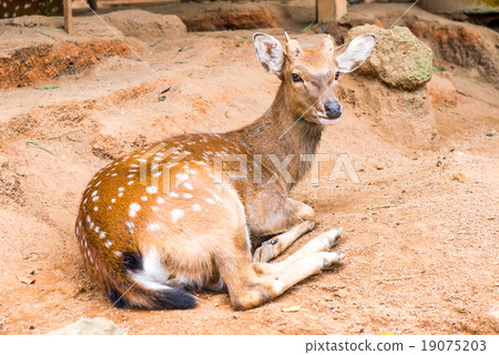 deer 19075203
