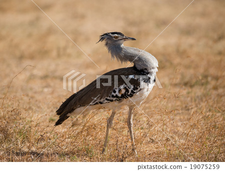 Kori Bustard (Ardeotis kori) 19075259