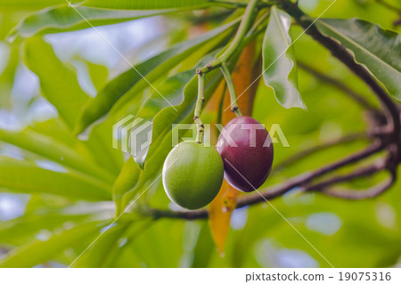 蝴蝶的果實 蝴蝶的果實 19075316