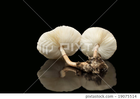 Raw mushrooms isolated on black background 19075514