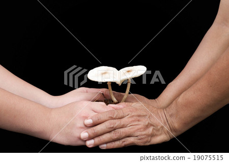 Senior and child hand take care of mushrooms 19075515