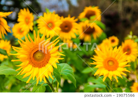 Sunflowers blooming in autumn [Yamada Sunflower Farm, Saga Prefecture] 19075566