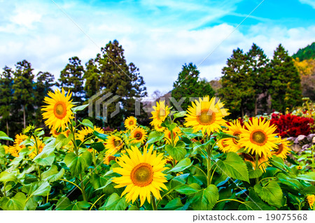 Sunflowers and cockscombs blooming in autumn [Yamada Sunflower Farm, Saga Prefecture] 19075568