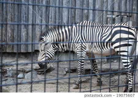 在上野動物園的斑馬,朝左 在上野動物園的斑馬,朝左 19075607
