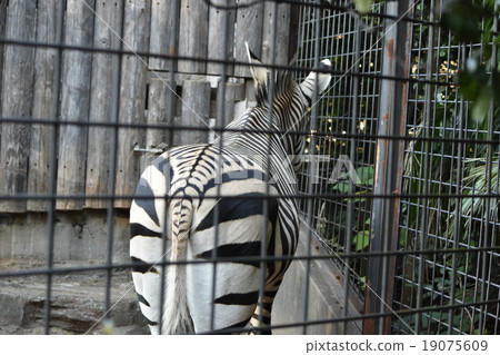 上野動物園的斑馬,倒退 上野動物園的斑馬,倒退 19075609