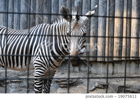 斑馬在上野動物園,這個方向 斑馬在上野動物園,這個方向 19075611